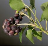 Hedera helix var. arborescens