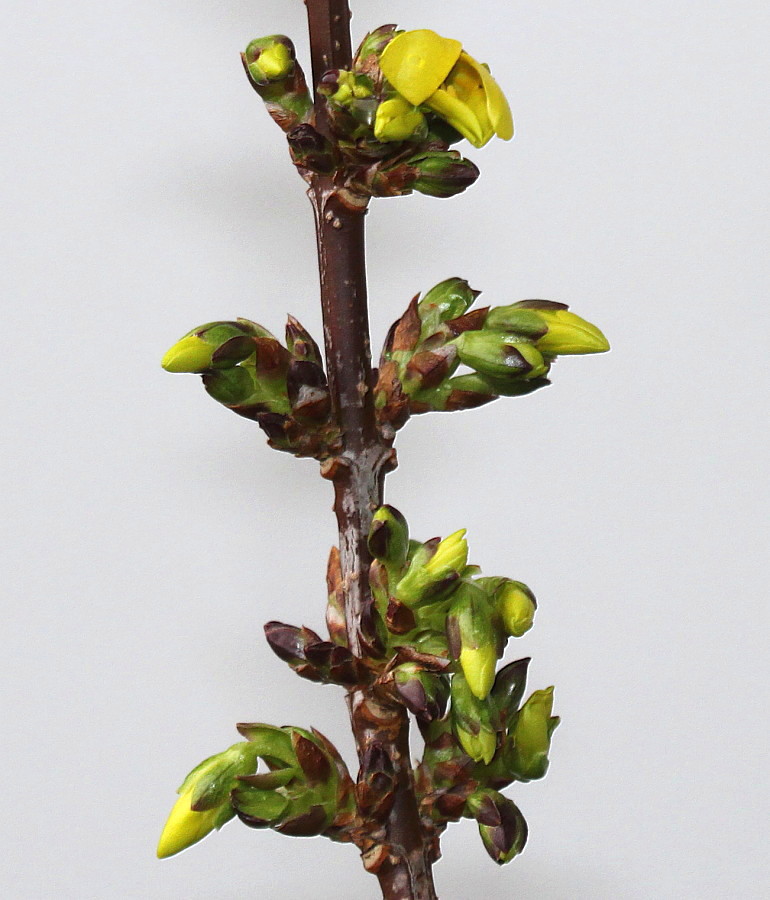 Image of Forsythia &times; intermedia specimen.