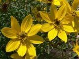 Coreopsis verticillata