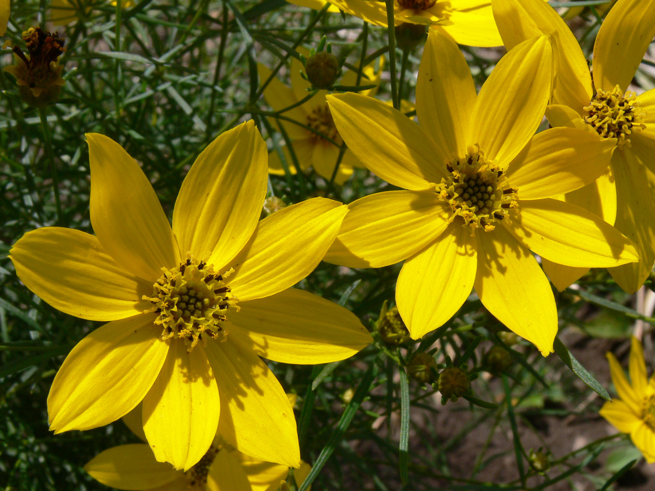 Изображение особи Coreopsis verticillata.