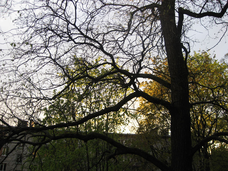 Изображение особи Ulmus laevis.