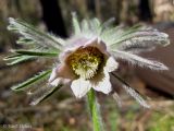 Pulsatilla × wolfgangiana. Верхняя часть цветущего растения. Украина, г. Киев, заказник \"Лесники\", сосновый лес. 27 апреля 2013 г.