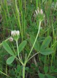 Trifolium leucanthum