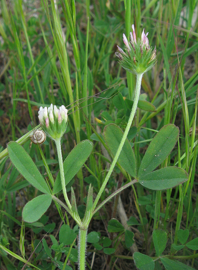 Изображение особи Trifolium leucanthum.