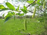 Salix pentandra. Побег с женскими соцветиями и листьями. Тамбовская обл., Петровский р-н, окр. с. Покровское, пойма ручья. 10.05.2013.