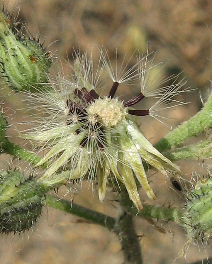 Image of genus Pilosella specimen.