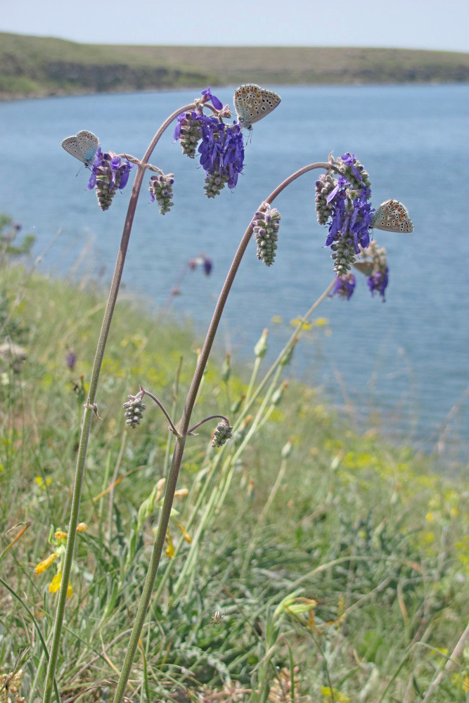 Image of Salvia nutans specimen.