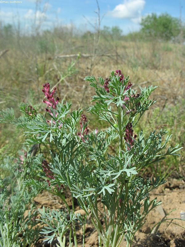 Image of Fumaria schleicheri specimen.