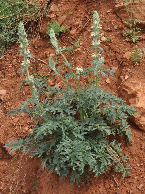 Image of Phlomoides laciniata specimen.