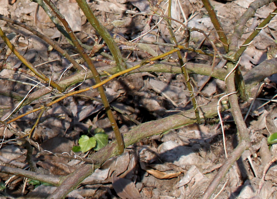 Image of Vaccinium corymbosum specimen.