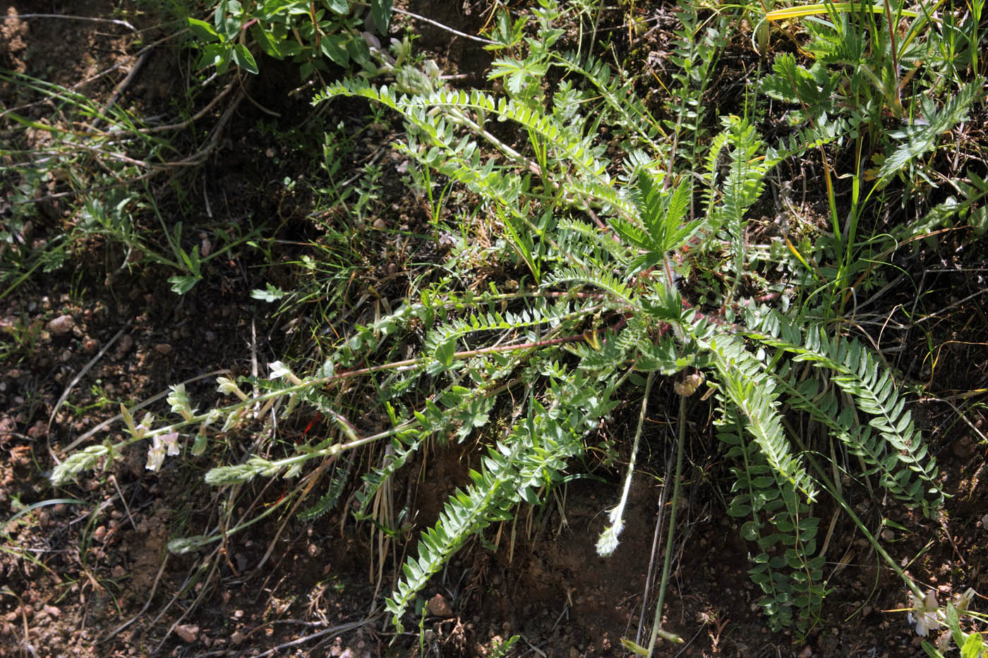 Image of Oxytropis pilosissima specimen.