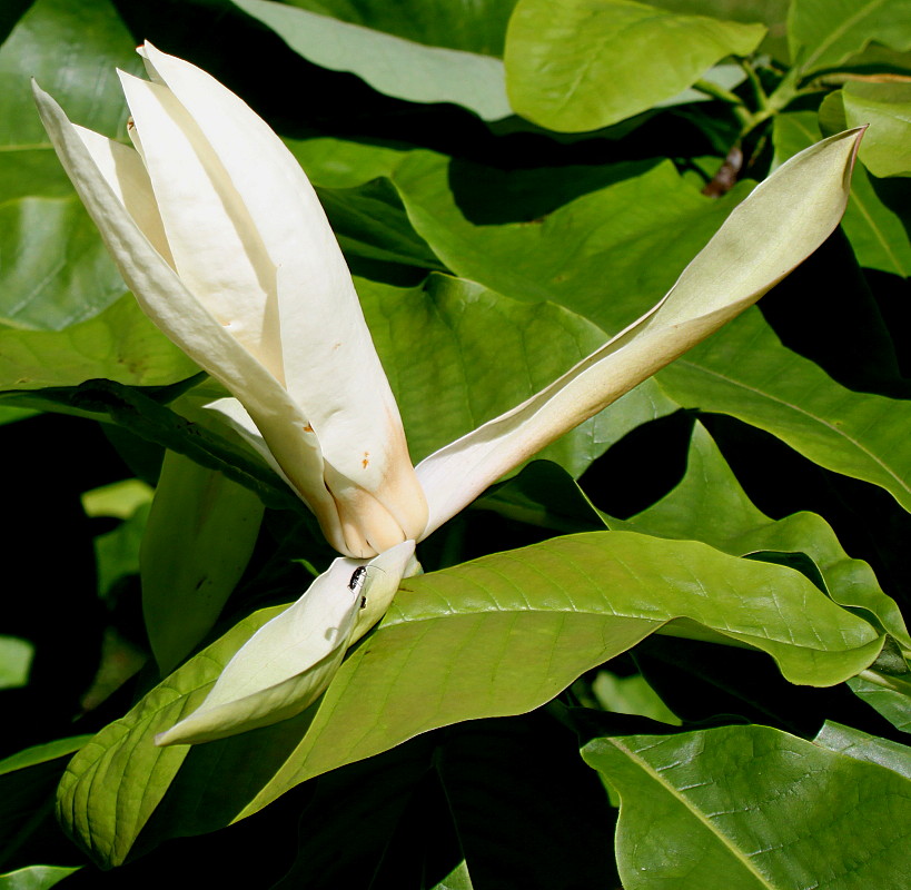 Image of Magnolia tripetala specimen.