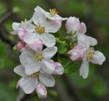 Malus orientalis