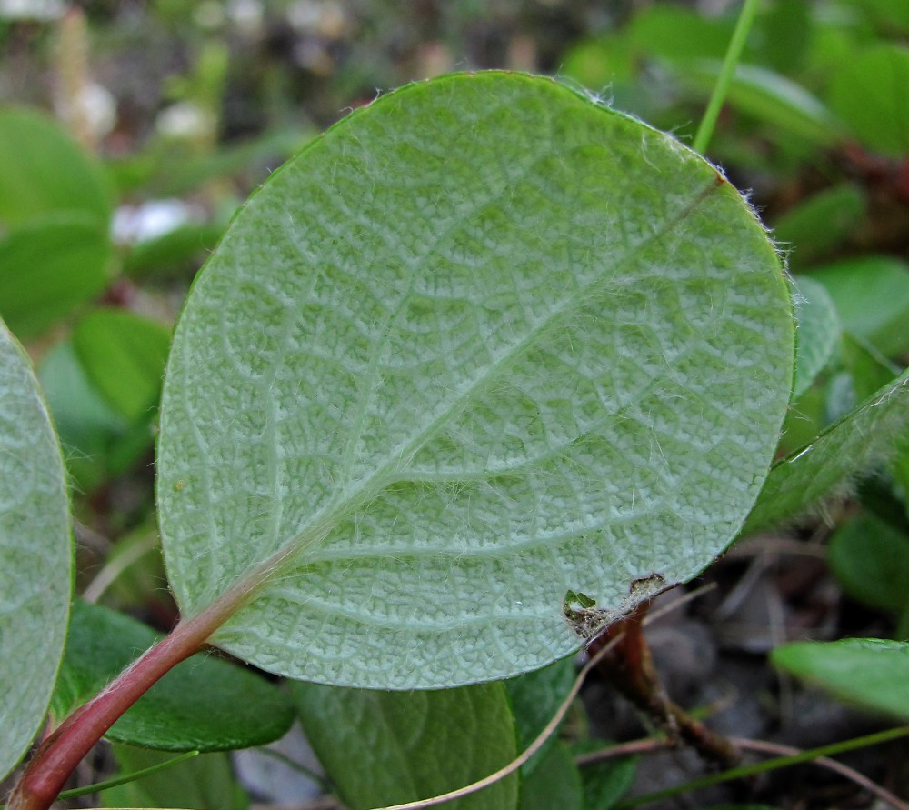 Image of Salix reticulata specimen.