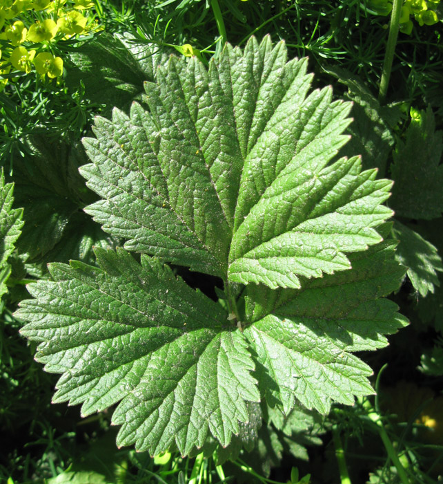 Image of Geum quellyon specimen.