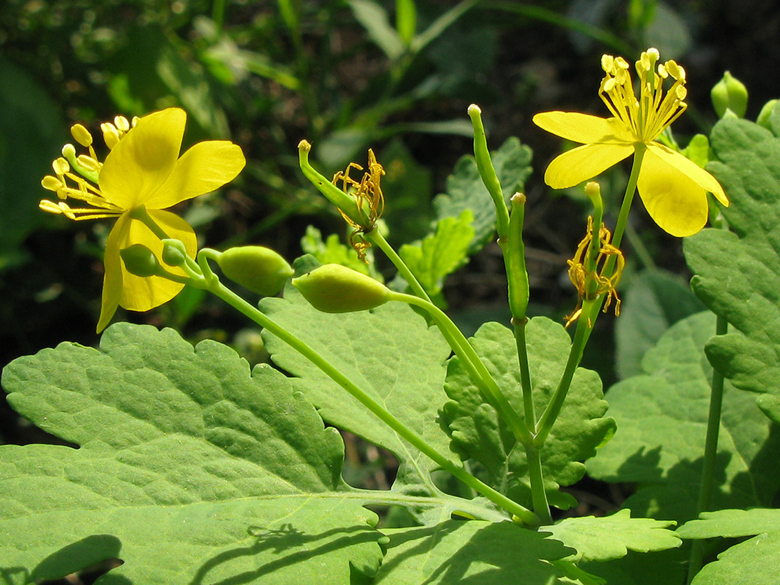 Изображение особи Chelidonium majus.