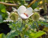 Hibiscus trionum