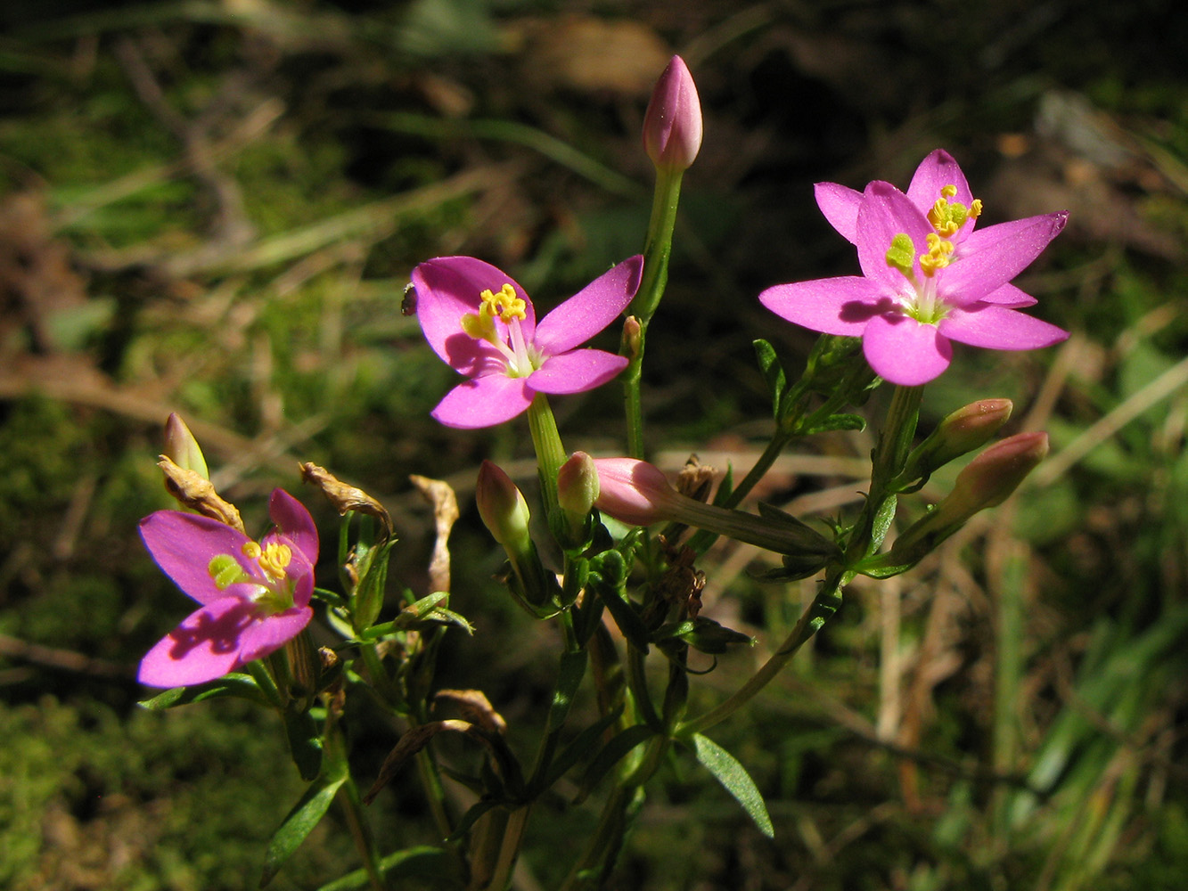 Изображение особи Centaurium erythraea ssp. turcicum.