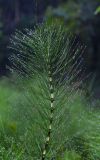 Equisetum telmateia