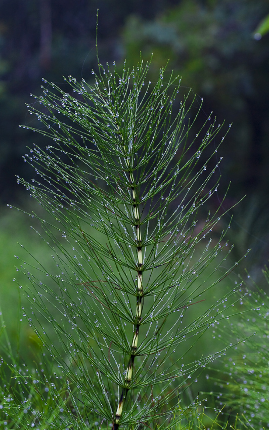 Изображение особи Equisetum telmateia.