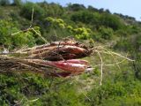 Allium psebaicum. Выкопанное растение с луковицами и корневой системой. Краснодарский край, м/о Анапа, окр. пос. Б. Утриш, прибрежная гора, каменистая осыпь. 11.08.2013.