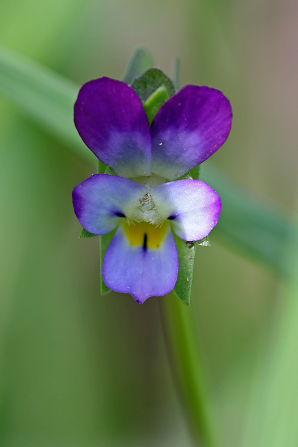 Изображение особи Viola occulta.