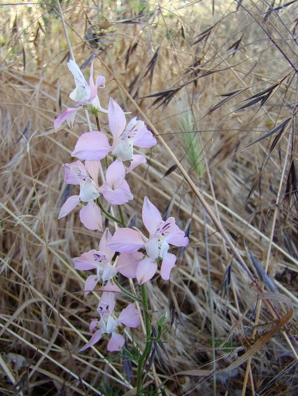 Image of Delphinium ajacis specimen.