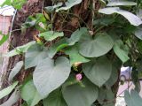 Ipomoea tricolor