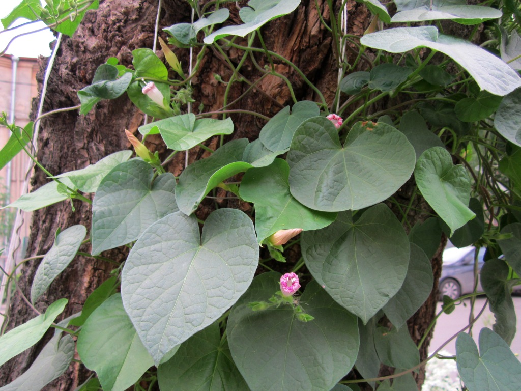 Изображение особи Ipomoea tricolor.