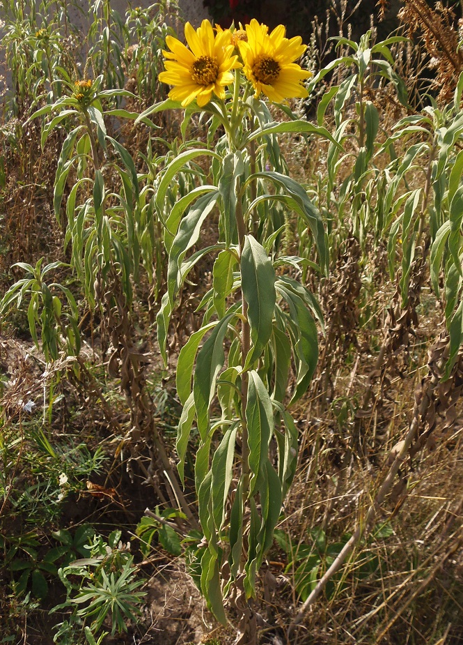 Изображение особи Helianthus divaricatus.