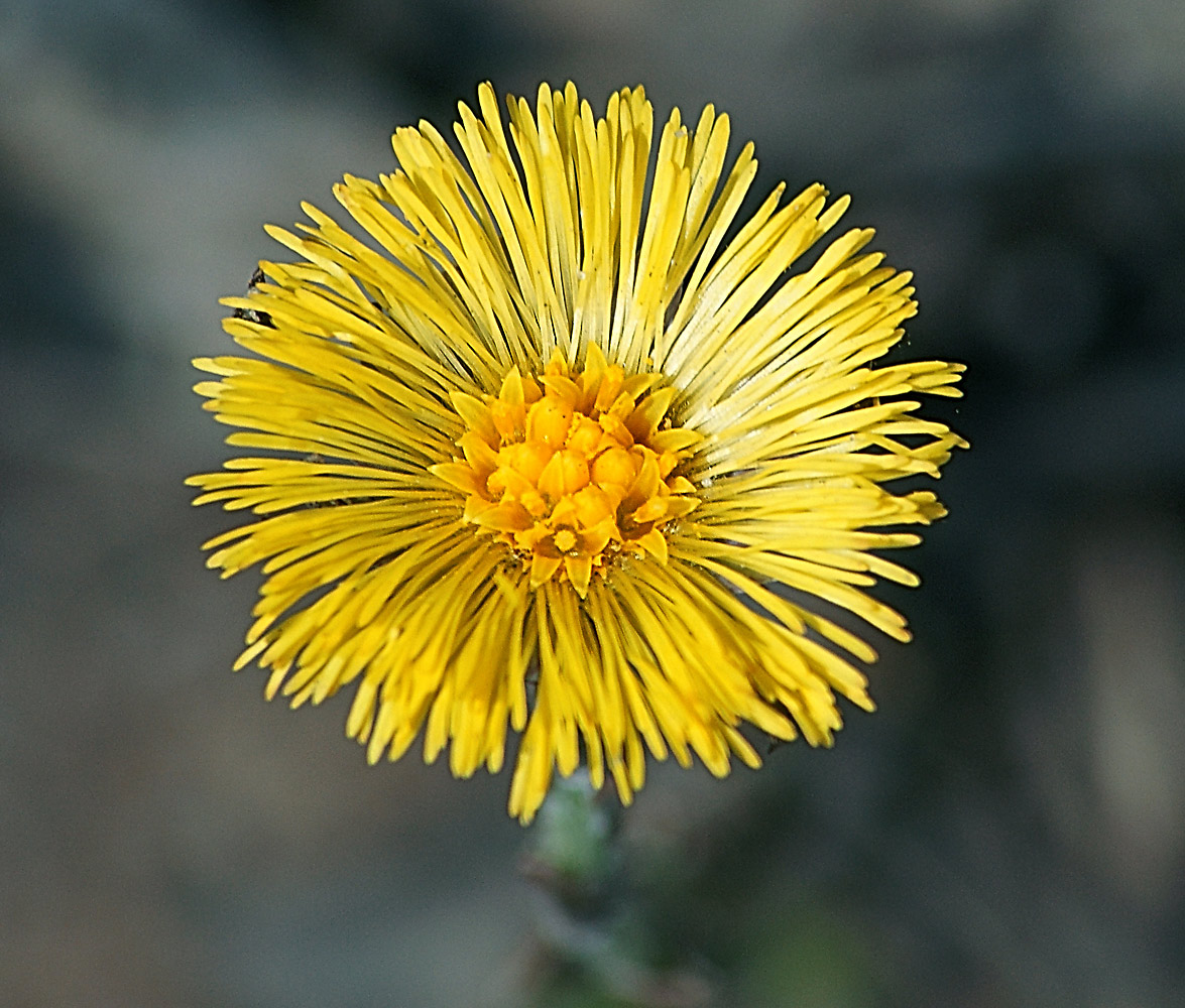 Изображение особи Tussilago farfara.