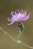 Centaurea caprina