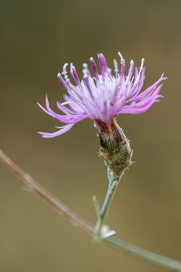 Изображение особи Centaurea caprina.