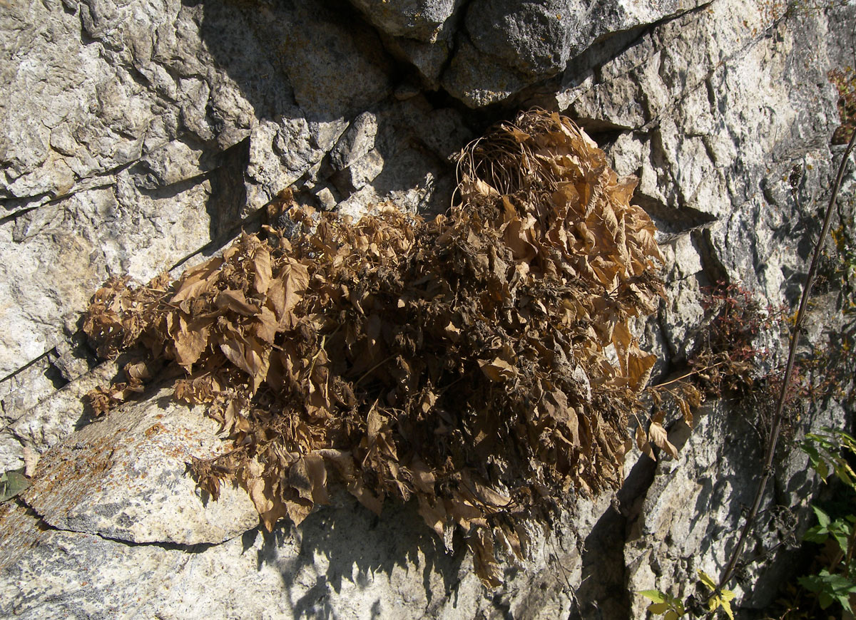 Image of Campanula pendula specimen.