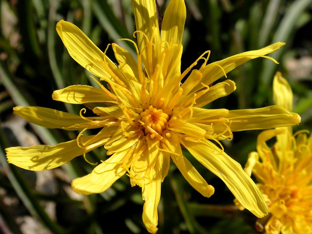 Image of Scorzonera radiata specimen.