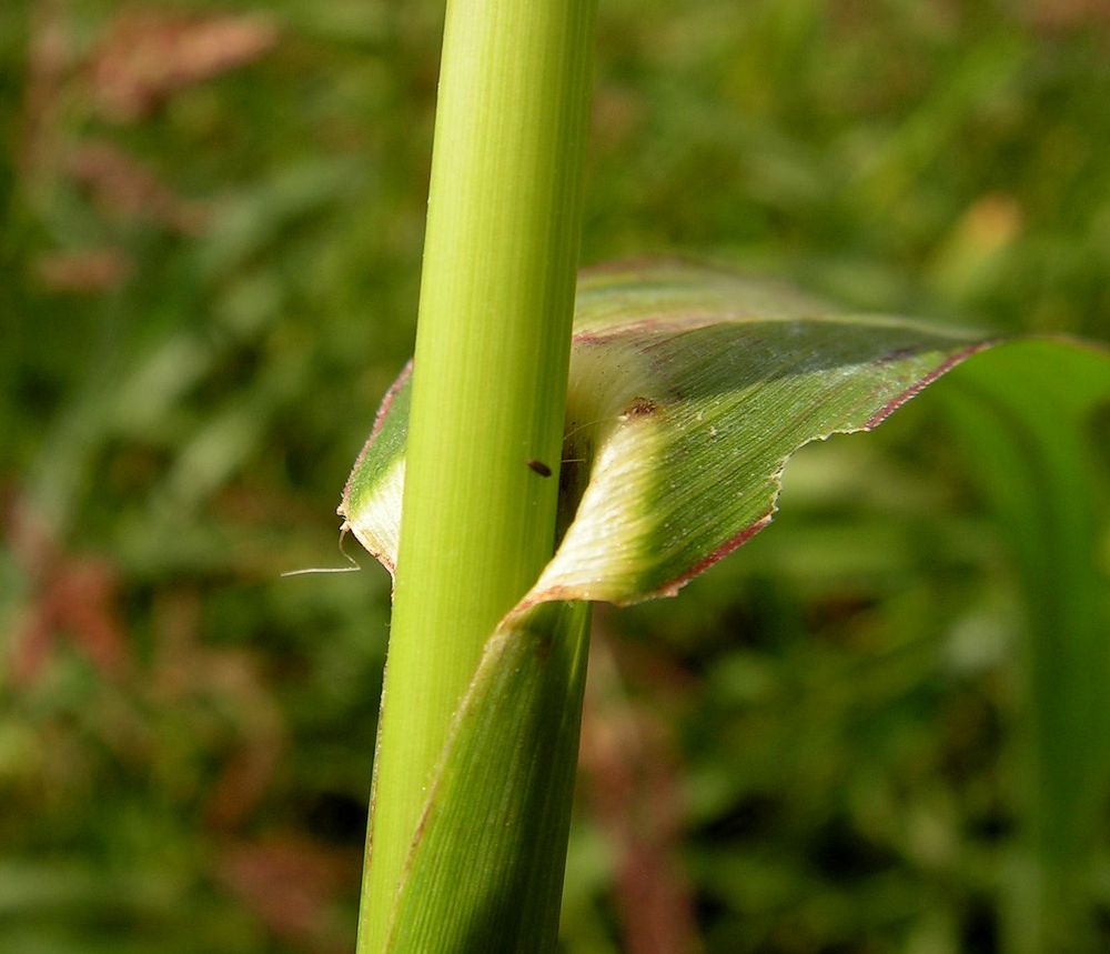 Image of Echinochloa crus-galli specimen.