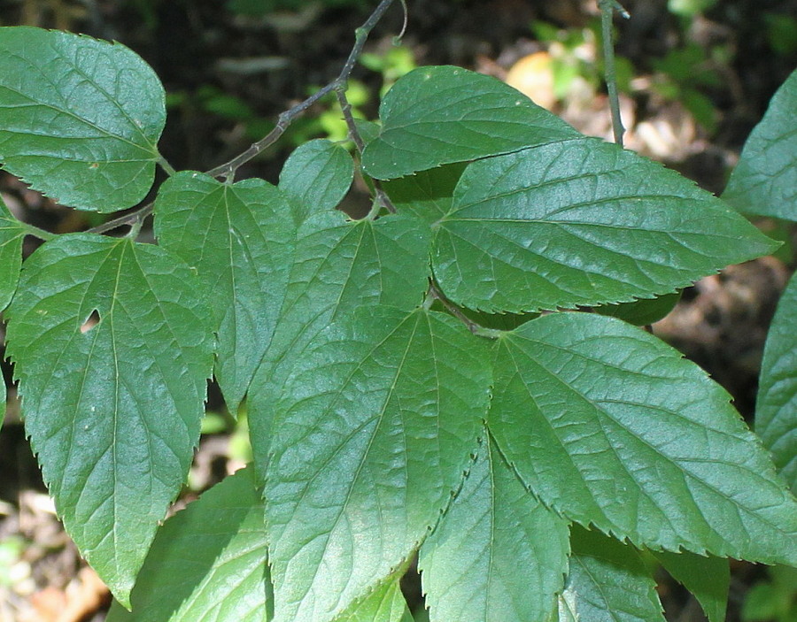 Image of Celtis bungeana specimen.