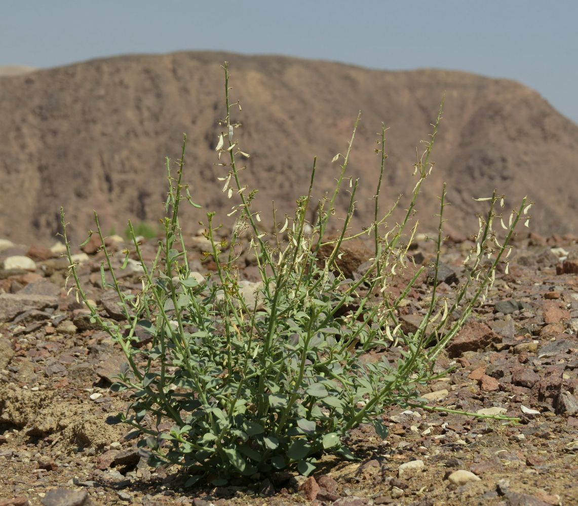 Image of Cleome arabica specimen.