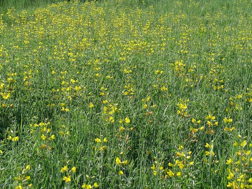 Image of Thermopsis lanceolata specimen.