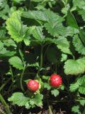 Duchesnea indica. Плодоносящее растение. Южный берег Крыма, пос. Никита, газон. 22 июля 2013 г.