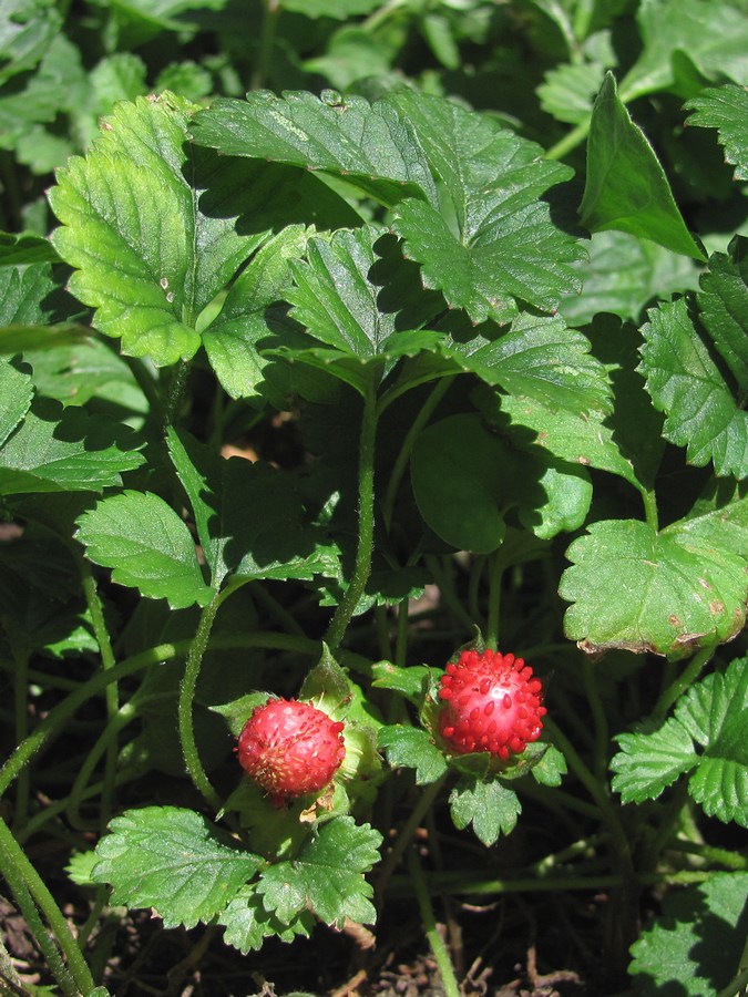 Изображение особи Duchesnea indica.