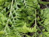 Polypodium interjectum