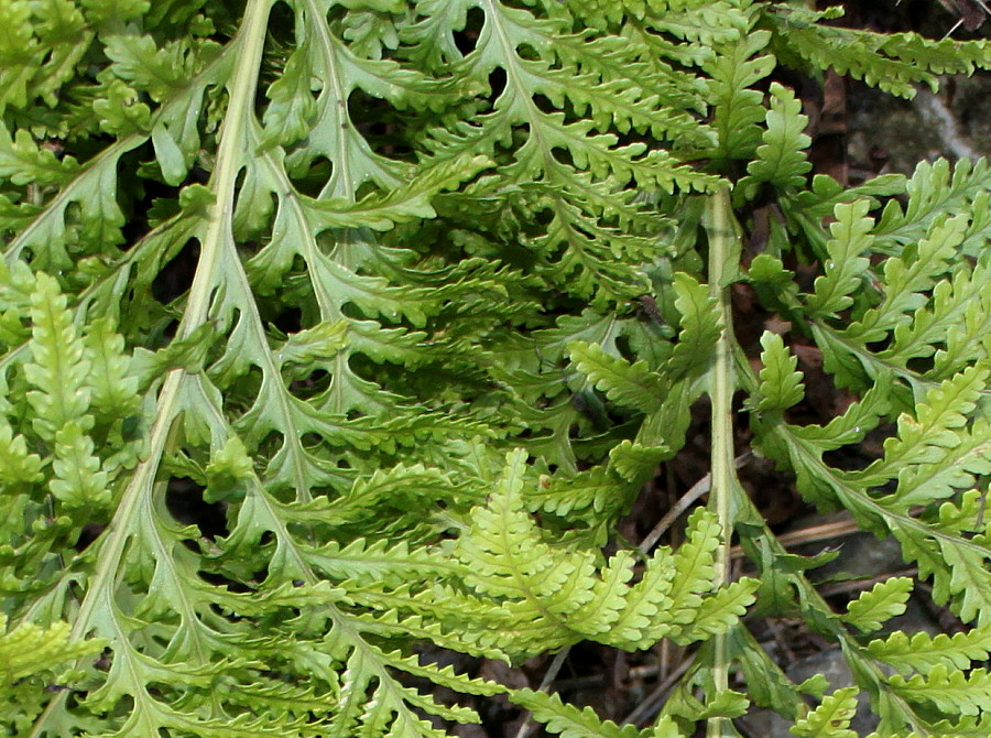Image of Polypodium interjectum specimen.