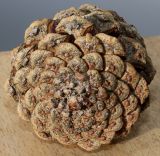 Pinus nigra. Шишка (вид со стороны основания). Германия, г. Кемпен, в парке. 23.02.2014.