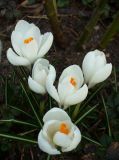 Crocus vernus. Цветущие растения ('Jeanne d'Arc'). Крым, Бахчисарай, частное владение, в культуре. 26 марта 2011 г.