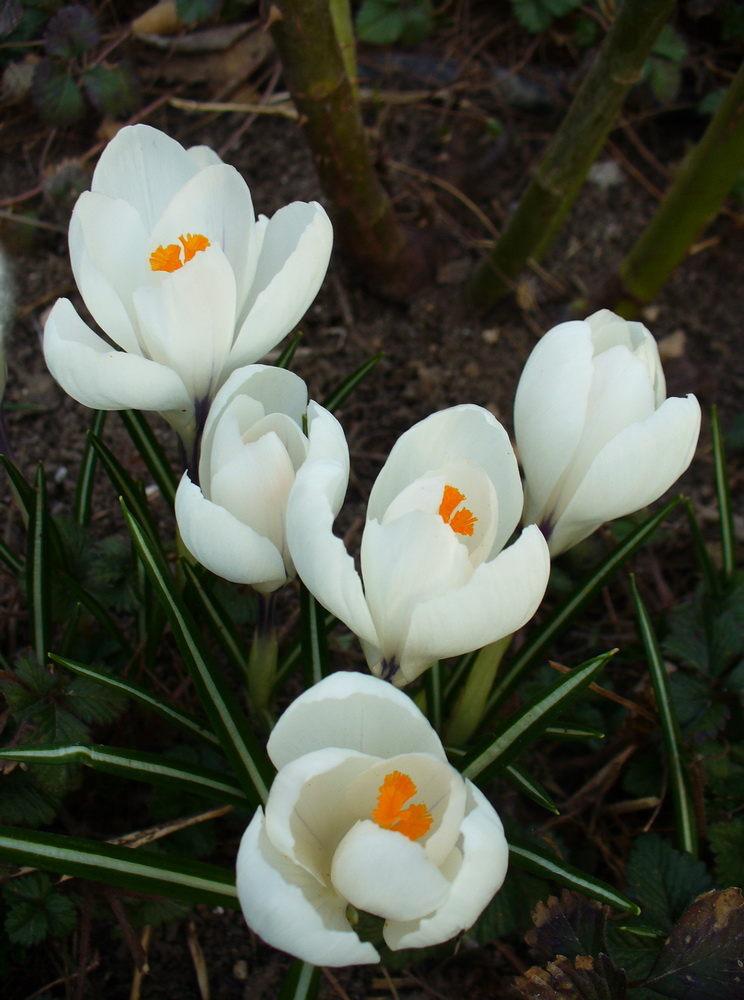 Изображение особи Crocus vernus.