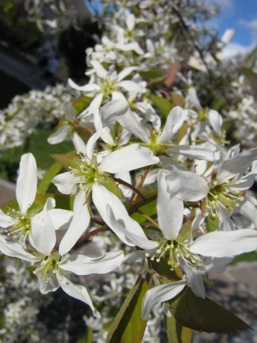 Изображение особи род Amelanchier.