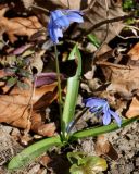 Scilla siberica. Цветущее растение.Германия, г. Дюссельдорф, Ботанический сад университета. 10.03.2014.