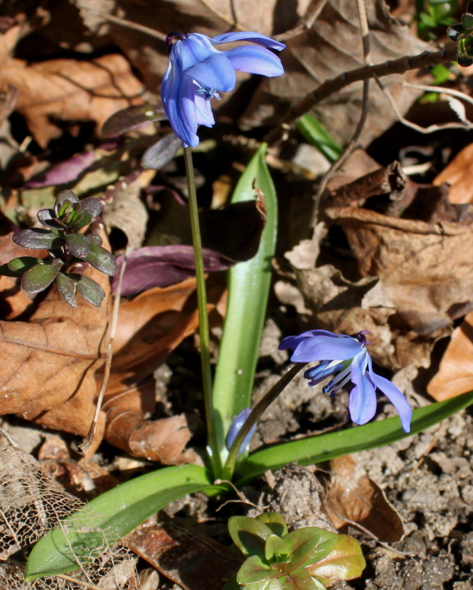 Image of Scilla siberica specimen.