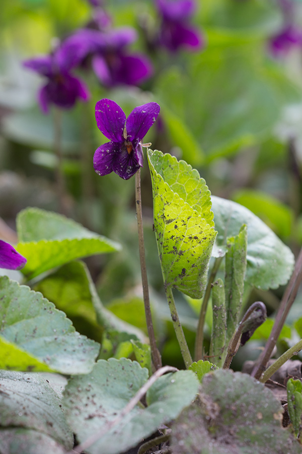 Изображение особи Viola odorata.